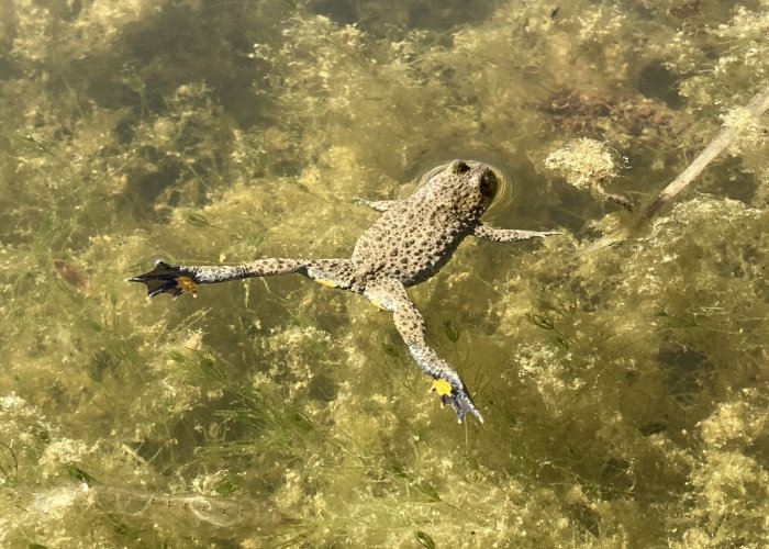 Spezieller Artenschutz im Blick