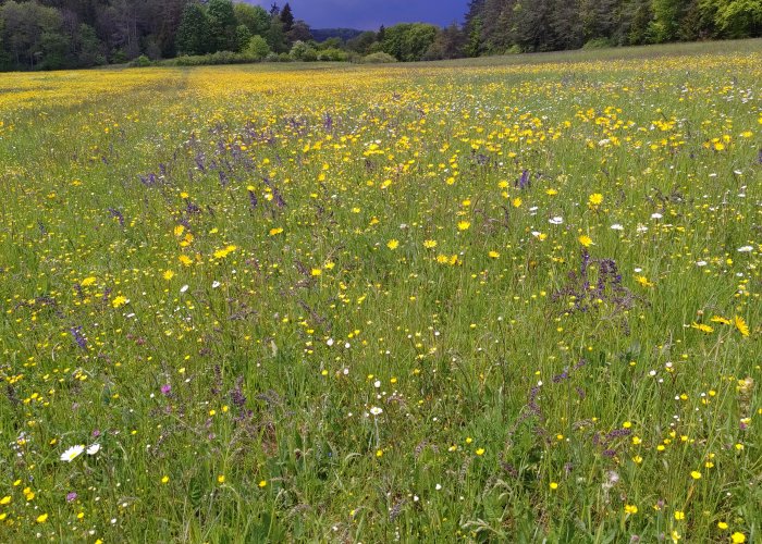 LEV beteiligt sich am Archewiesenprojekt des RP Tübingen