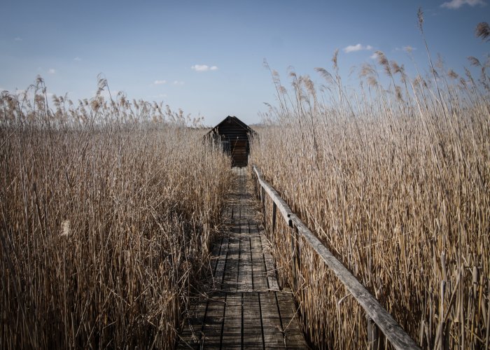 Die Bedeutung des Federseegebiets für die Vogelwelt
