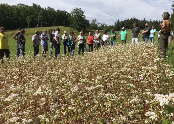 Ackerwildkräuter stoßen auf Interesse