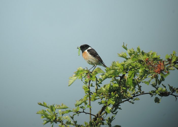 Entdecke die Natur: Vogelstimmenwanderung