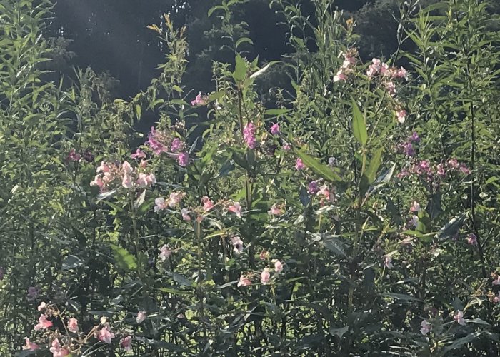 LEV verleiht Werkzeug für Neophyten-Einsätze