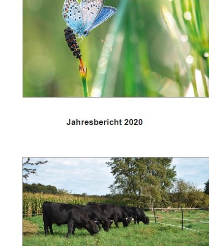 Jahresbericht 2020
