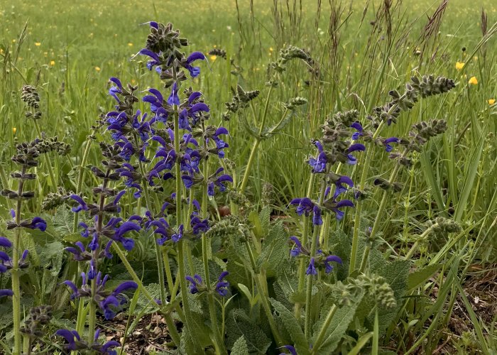Entdecke die Natur: artenreiche Wiesen